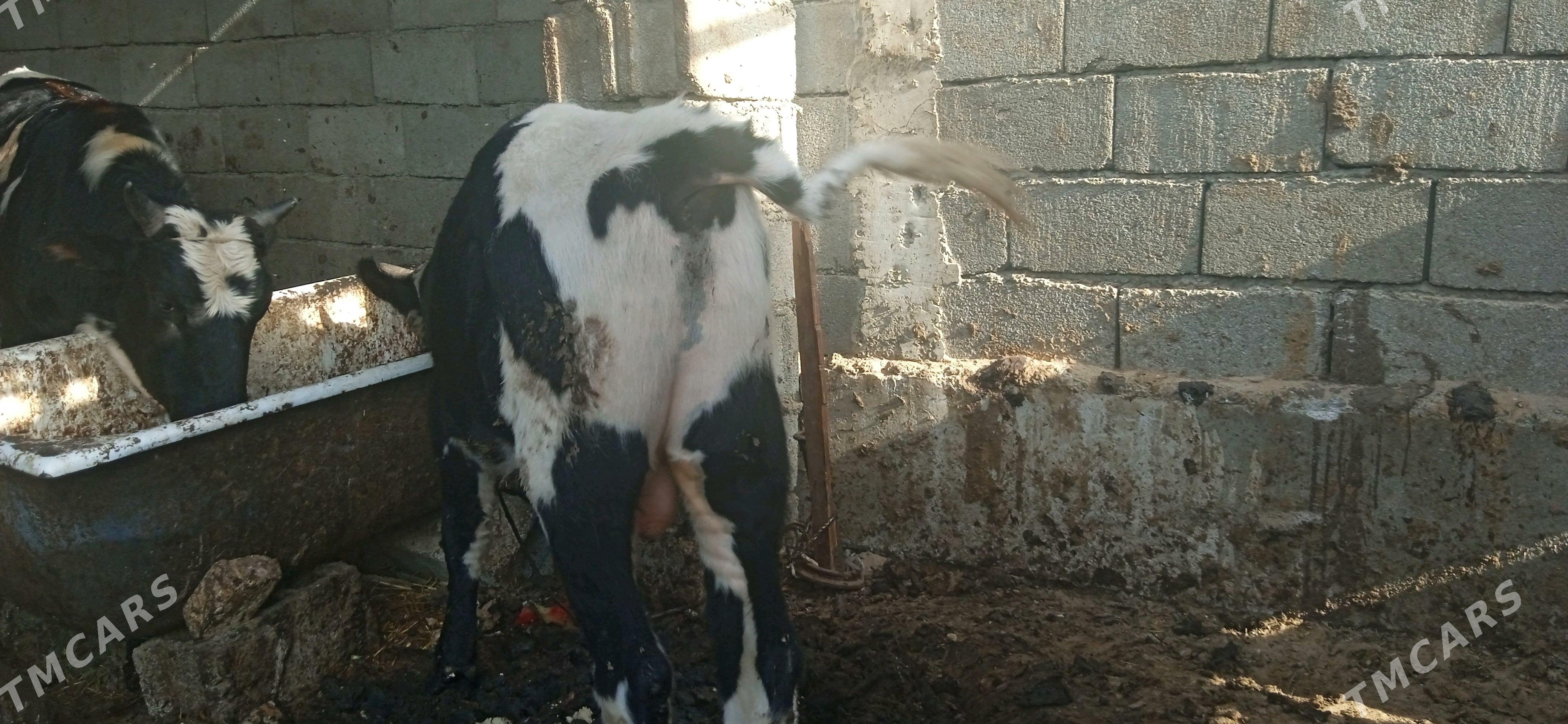 окуз - Büzmeýin - img 2