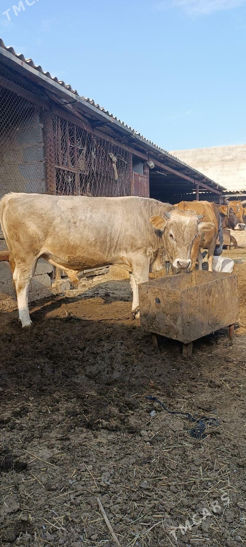 okuz - Herrikgala - img 2