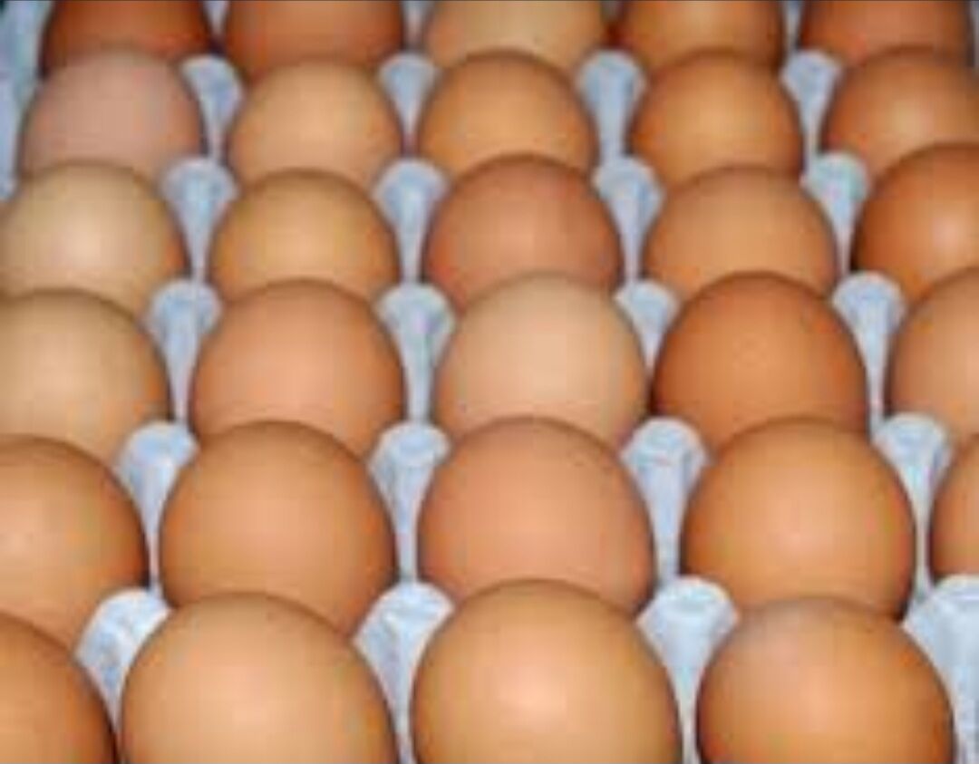 giganyt towuklar - Garadamak Şor - img 2