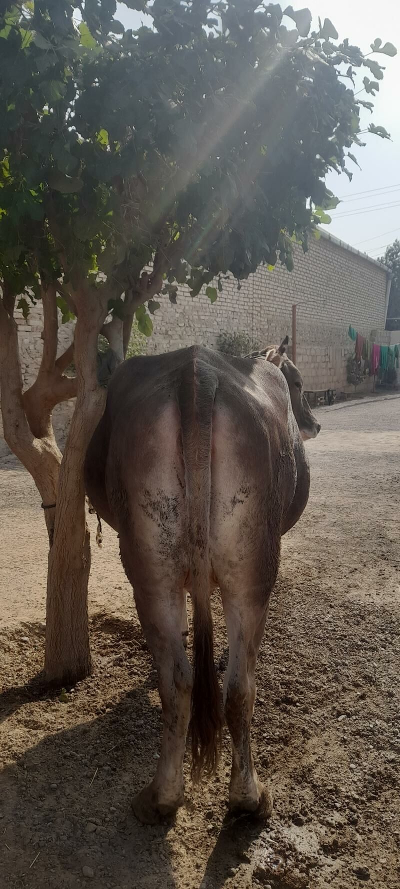 göleli sygyr - Çoganly - img 1