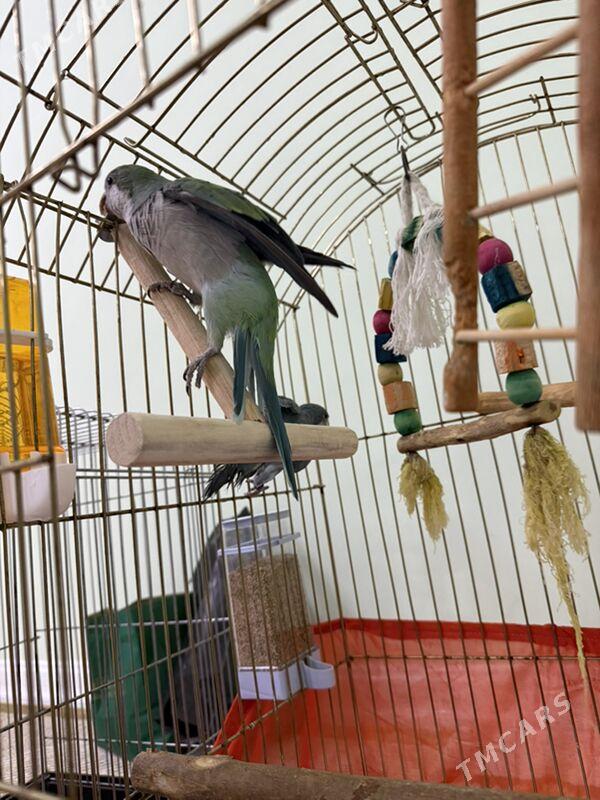 MONAH  калита popugay - Aşgabat - img 3