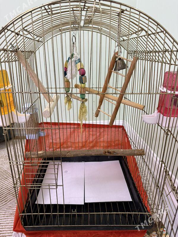 MONAH  калита popugay - Aşgabat - img 4