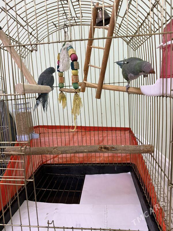 MONAH  калита popugay - Aşgabat - img 5