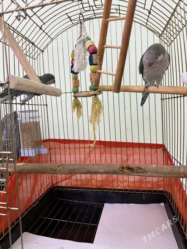 MONAH  калита popugay - Aşgabat - img 2