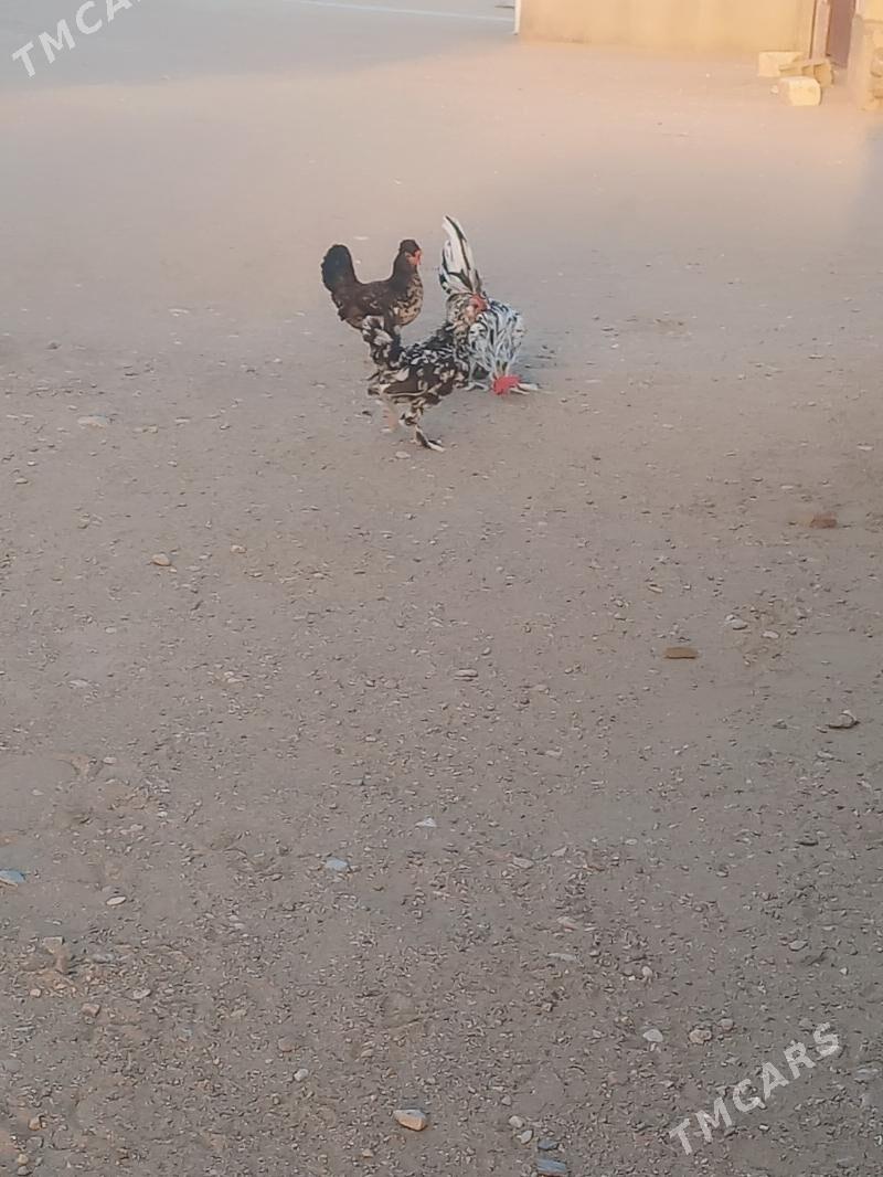 karliklar - Гумдаг - img 2