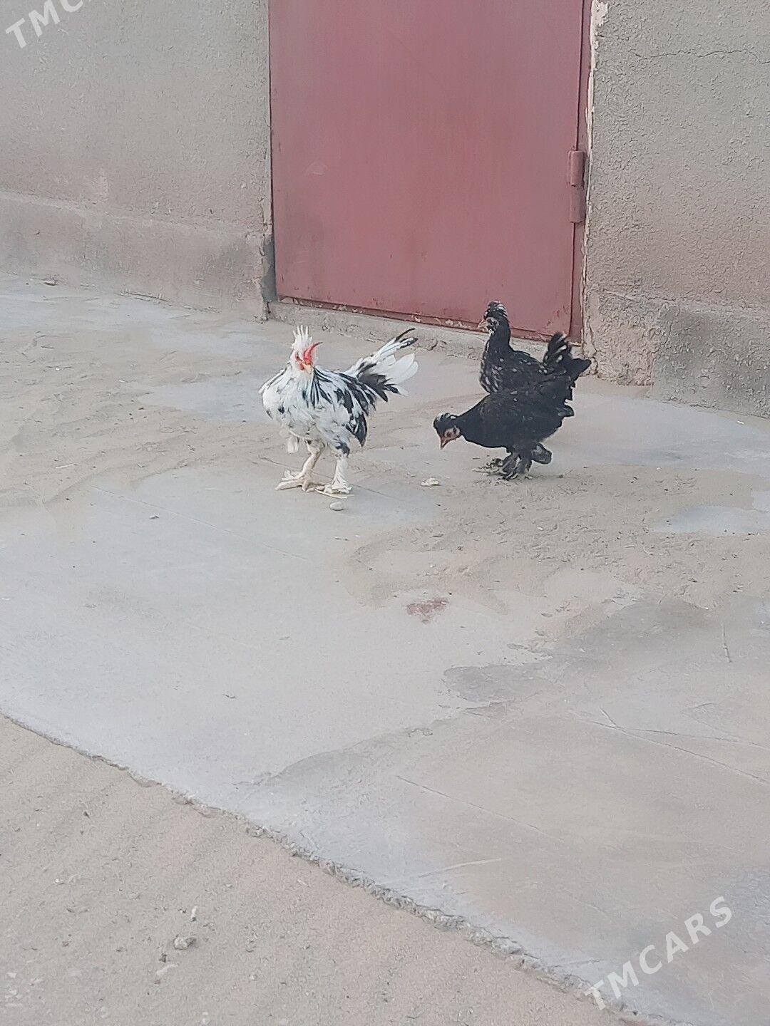 karliklar - Гумдаг - img 3