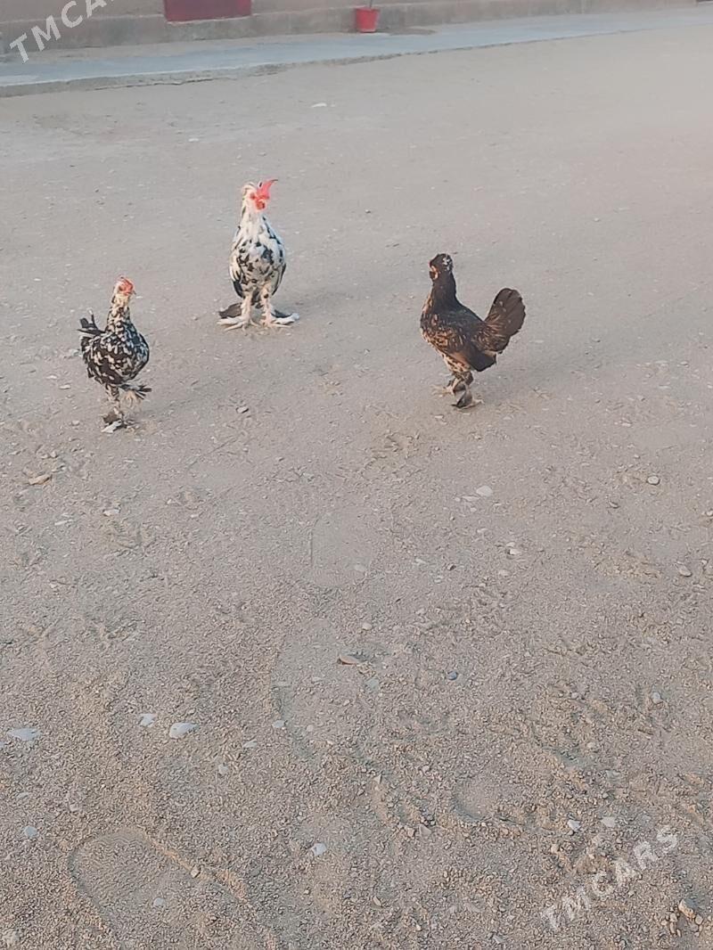 karliklar - Гумдаг - img 5