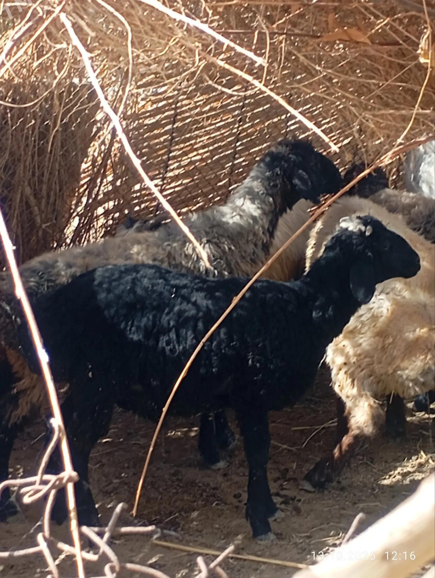 Gysagli satlik Goyun - Mary - img 5