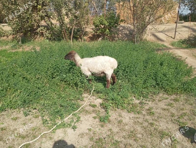 Gysagli satlik Goyun - Mary - img 4