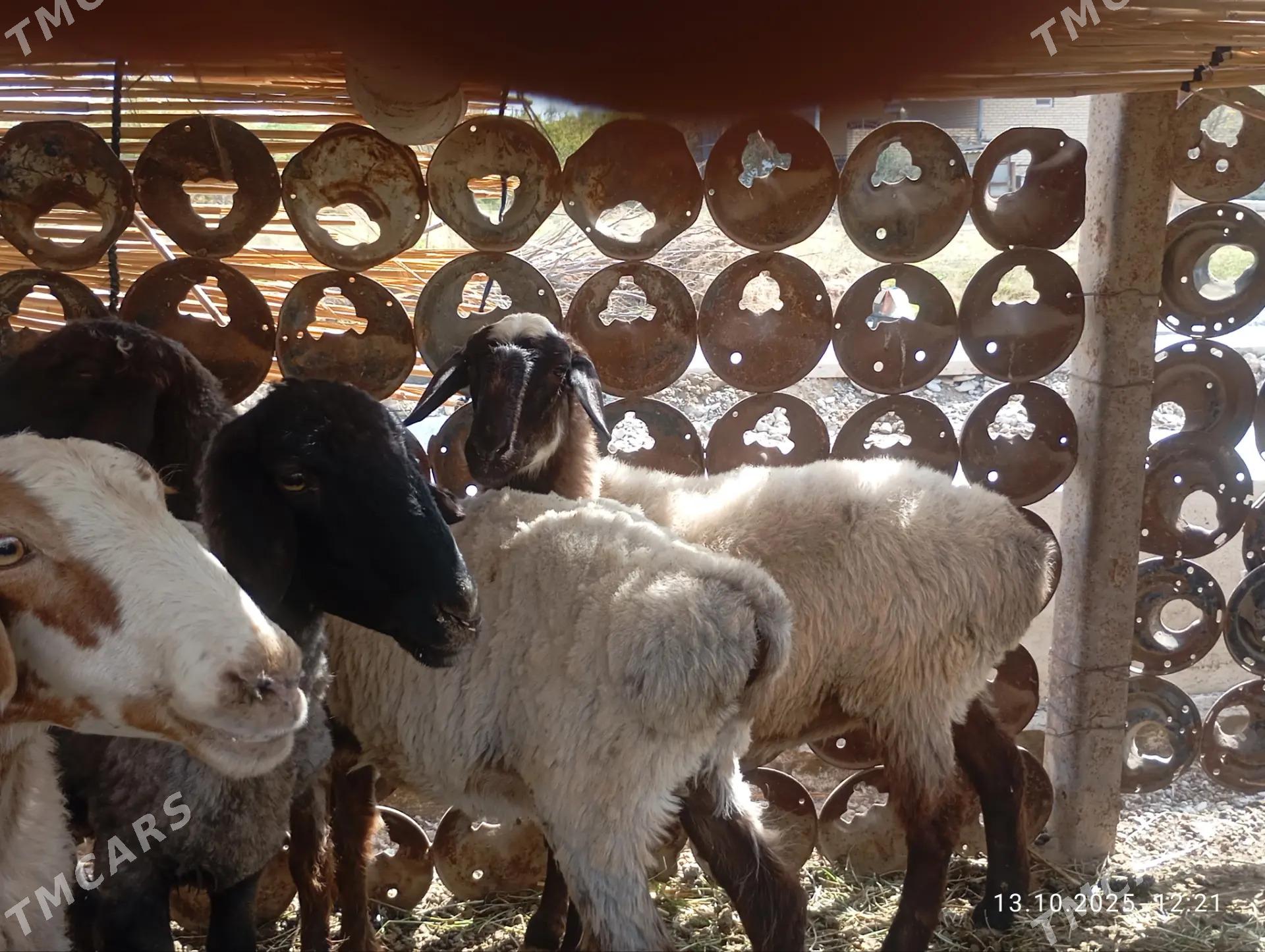 Gysagli satlik Goyun - Mary - img 6