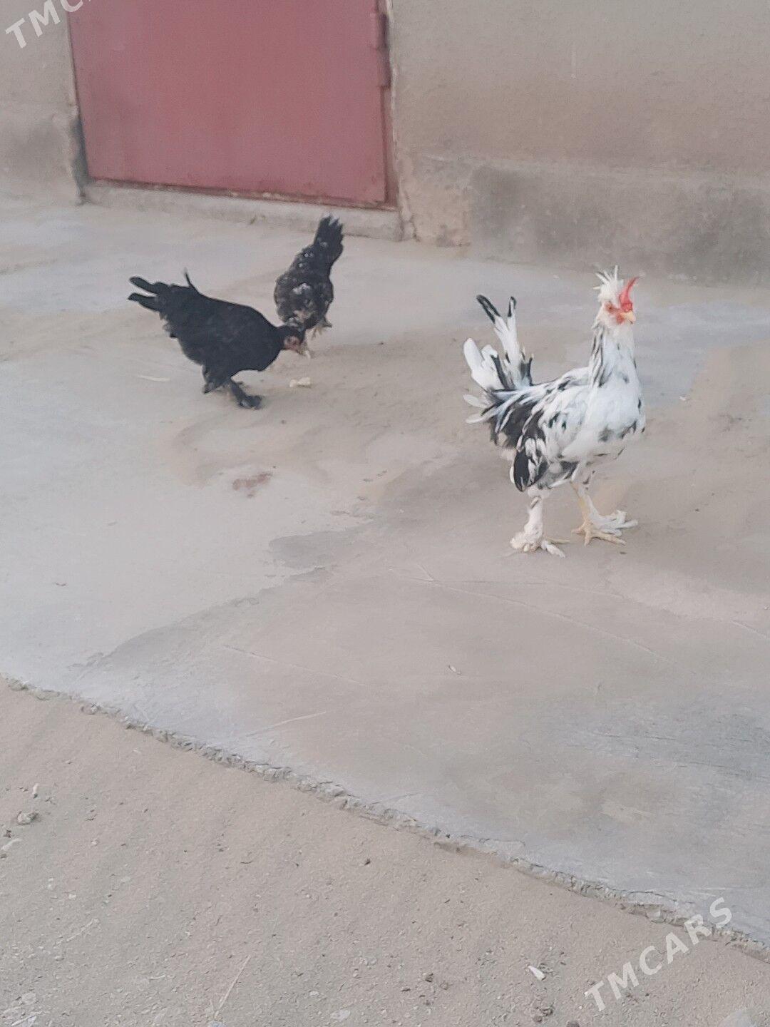 karliklar - Гумдаг - img 1