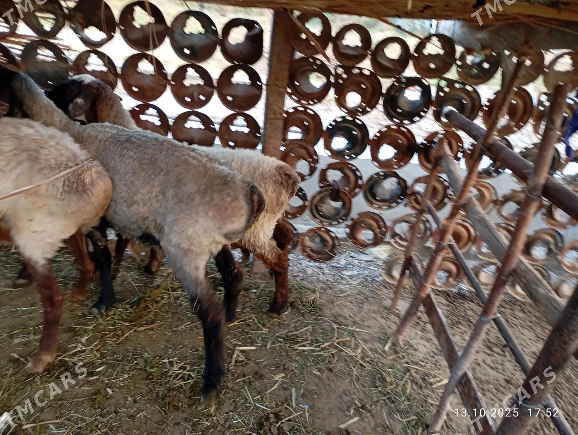 Gysagli satlik Goyun - Mary - img 2