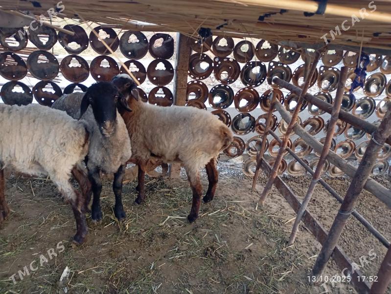 Gysagli satlik Goyun - Mary - img 3