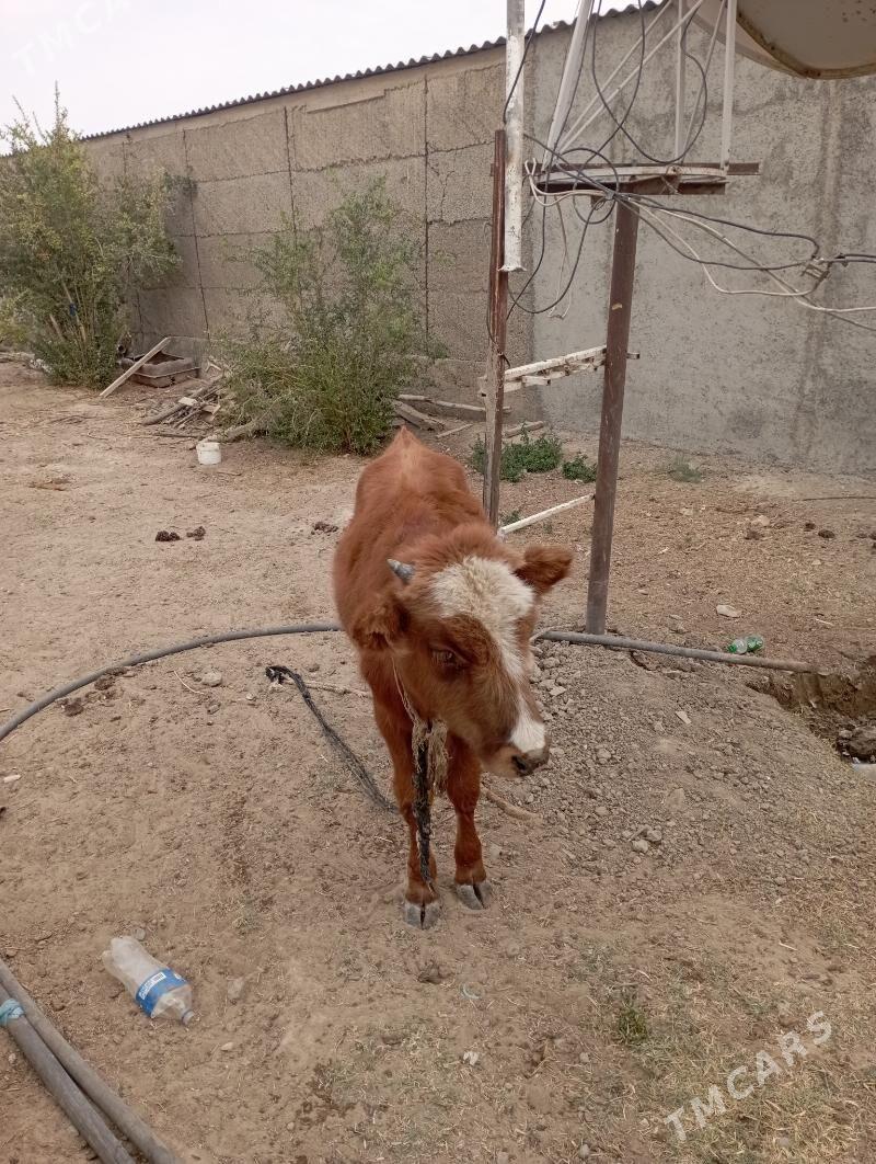 göle okuzce - Büzmeýin - img 4