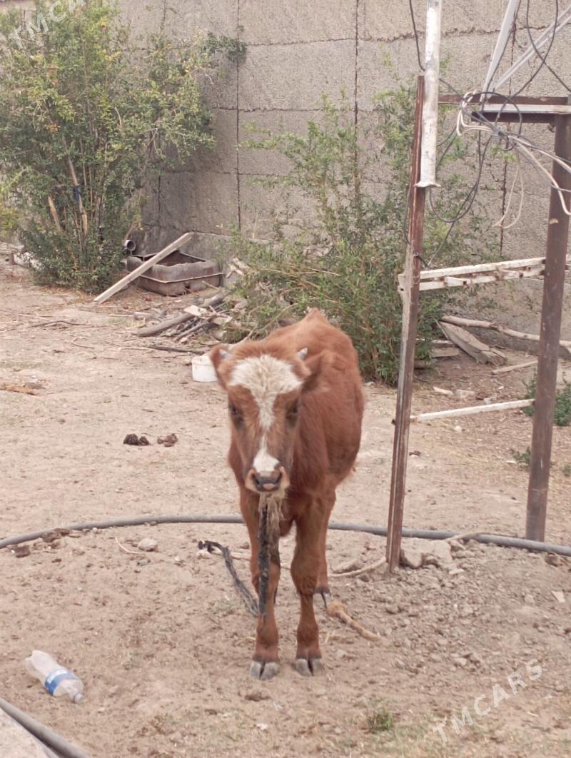 göle okuzce - Büzmeýin - img 2