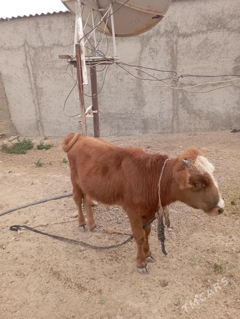 göle okuzce - Büzmeýin - img 3