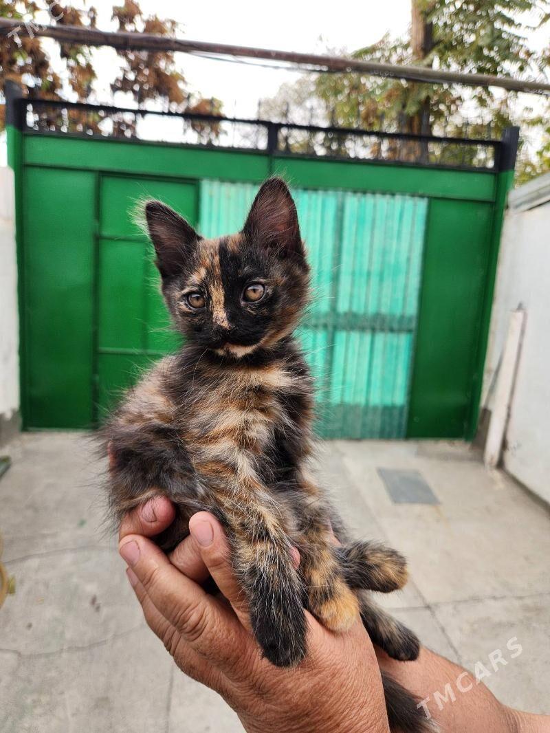 Котенок - Gagarin köç, köne Howa menzili - img 1