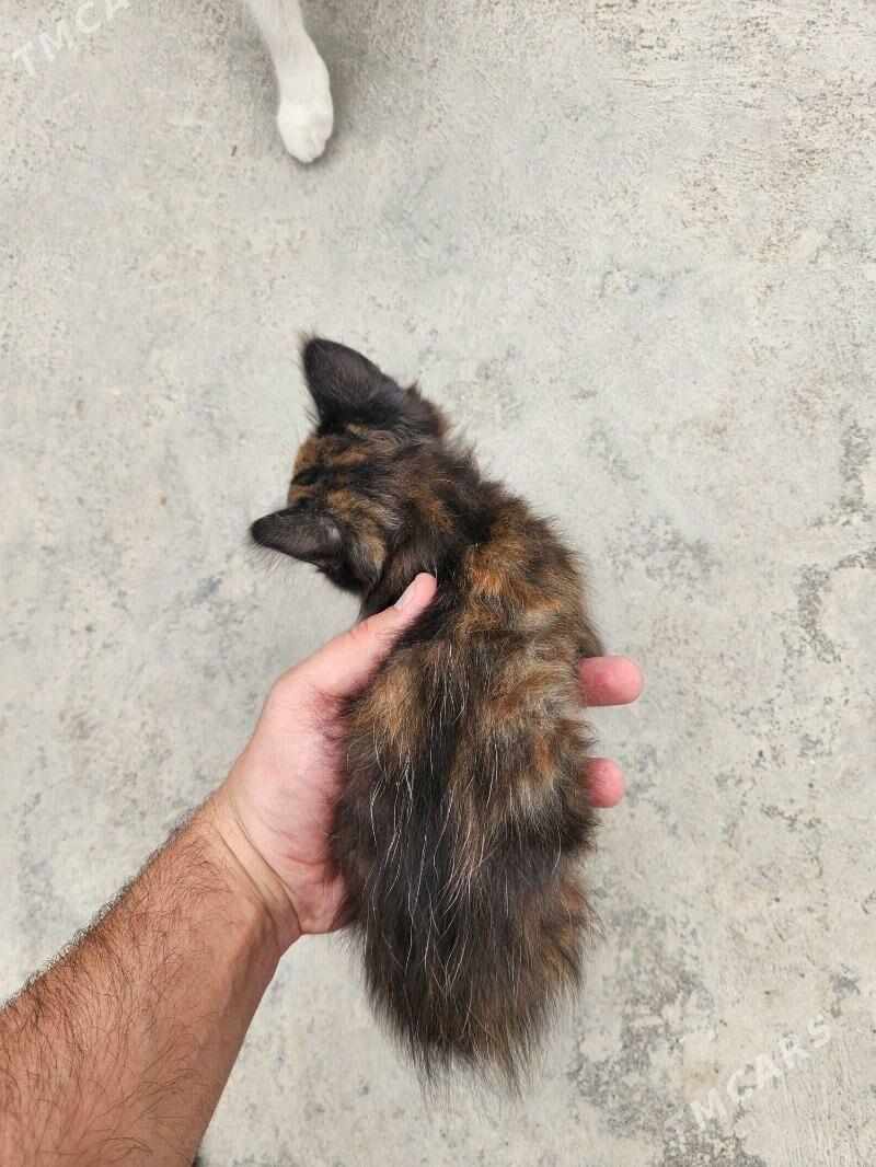 Котенок - Gagarin köç, köne Howa menzili - img 2