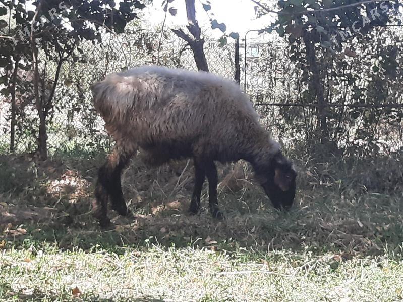 bakylan semiz goyun - Ýolöten - img 2