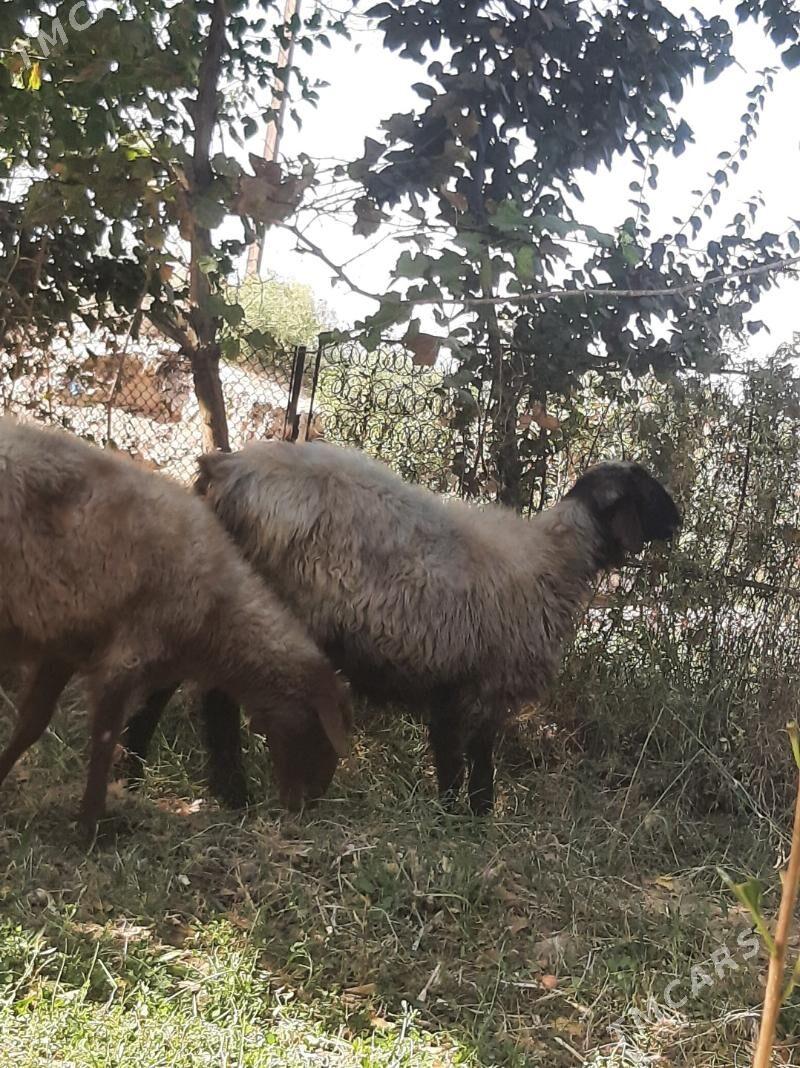 bakylan semiz goyun - Ýolöten - img 5