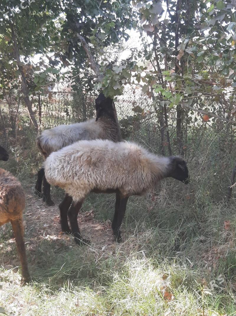 bakylan semiz goyun - Ýolöten - img 4