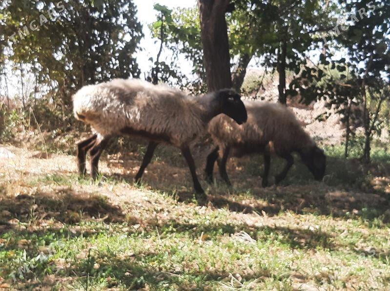 bakylan semiz goyun - Ýolöten - img 1