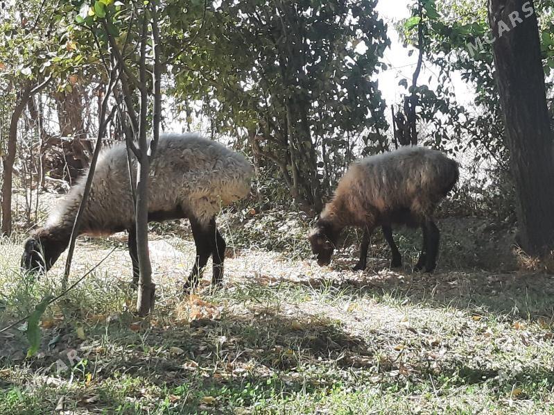 bakylan semiz goyun - Ýolöten - img 3