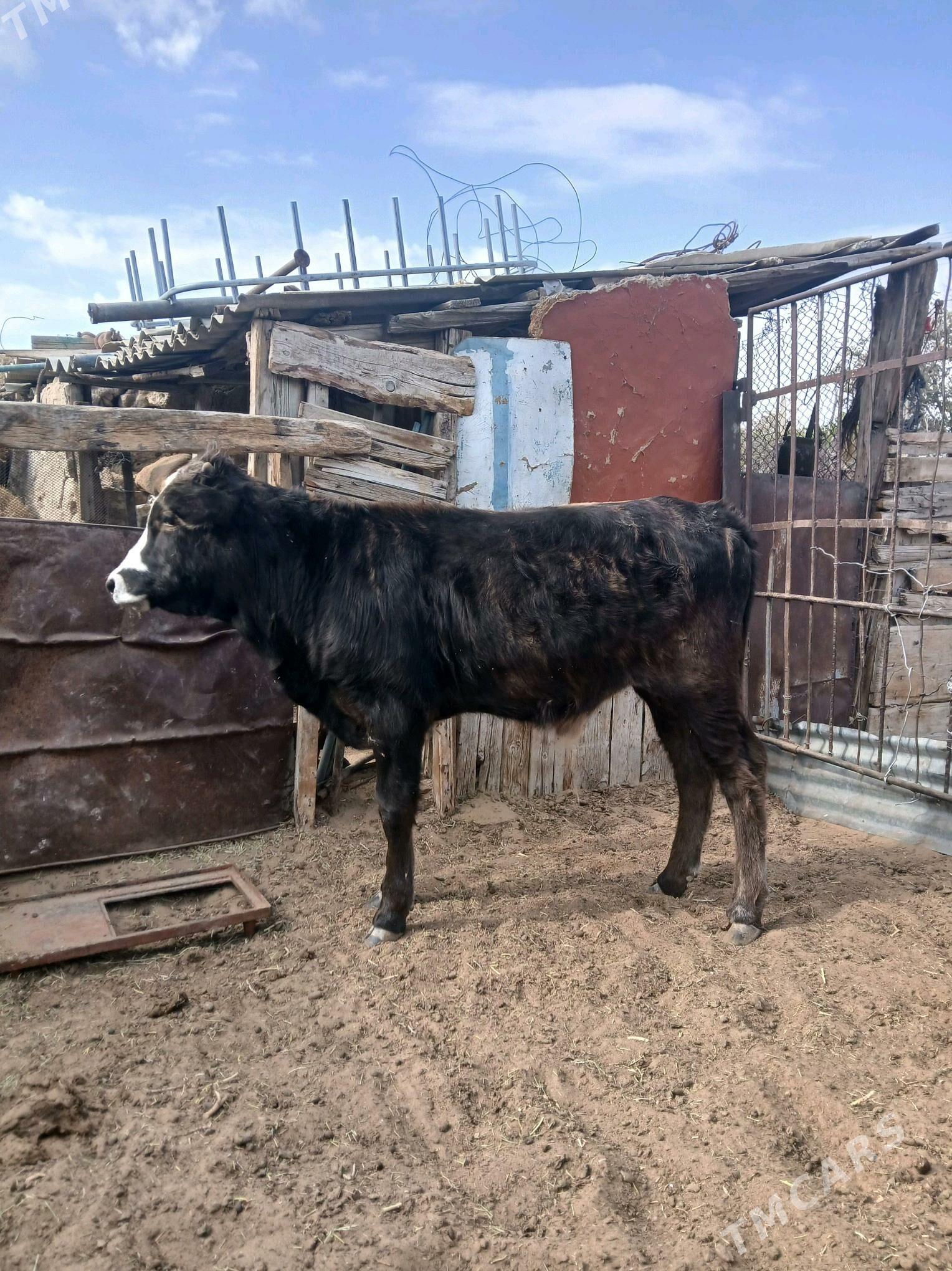 okuzçe - Джебел - img 4