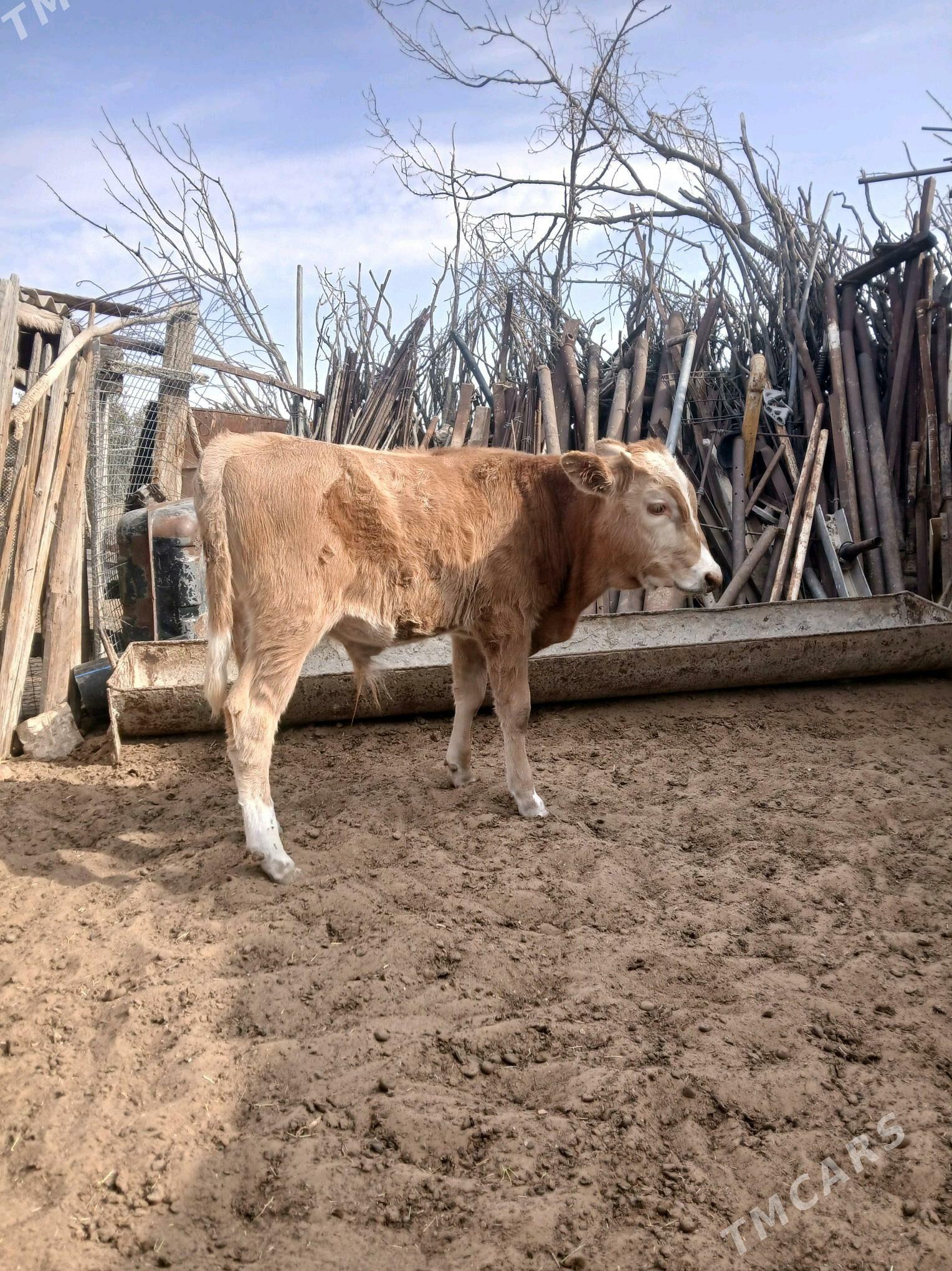 okuzçe - Джебел - img 5