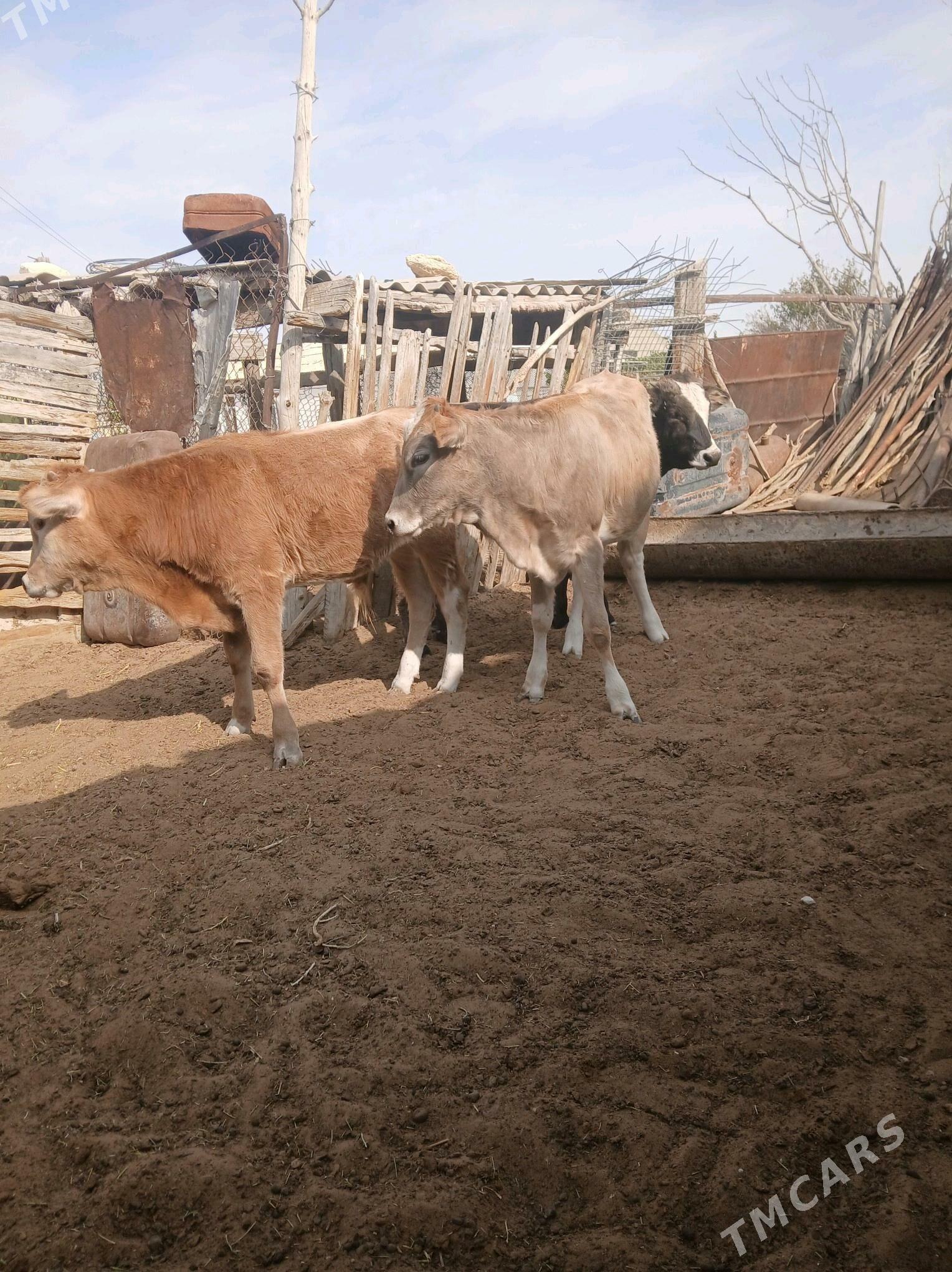 okuzçe - Джебел - img 2