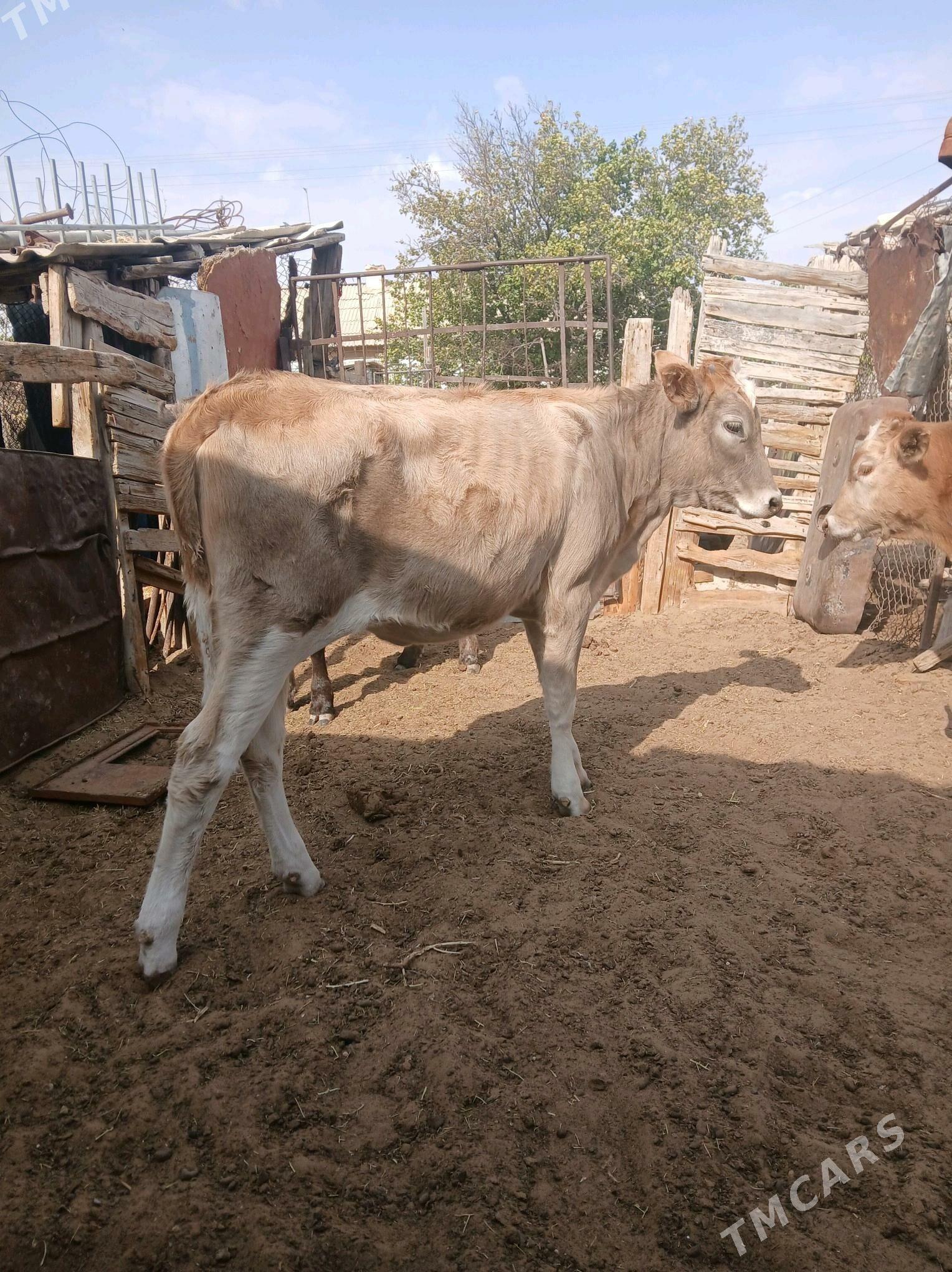 okuzçe - Джебел - img 3