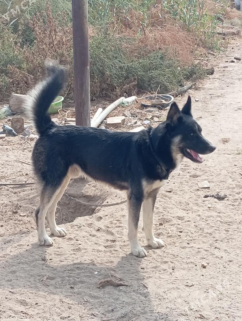 Собака - 8 mkr - img 1