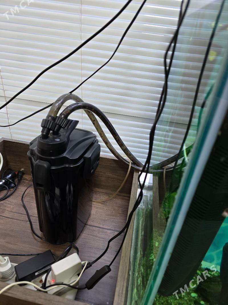 АКВАРИУМ - Ашхабад - img 3