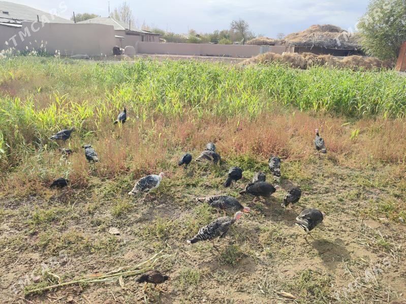 INDUK - Гурбансолтан Едже - img 3