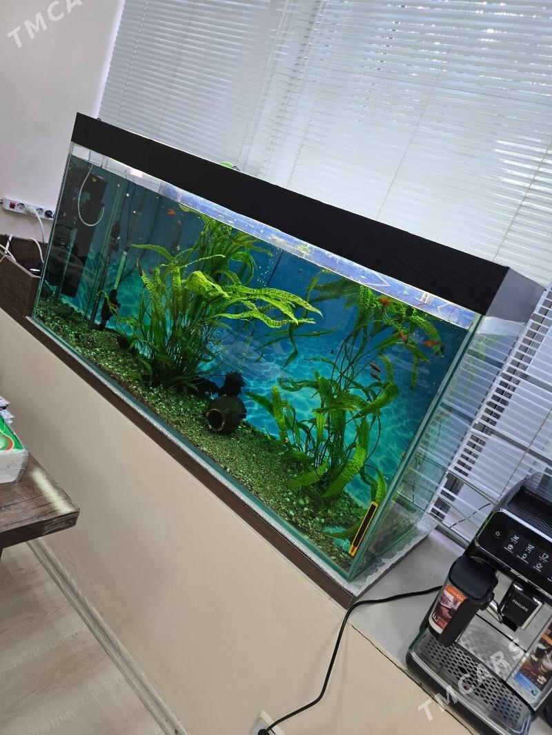 АКВАРИУМ - Ашхабад - img 4