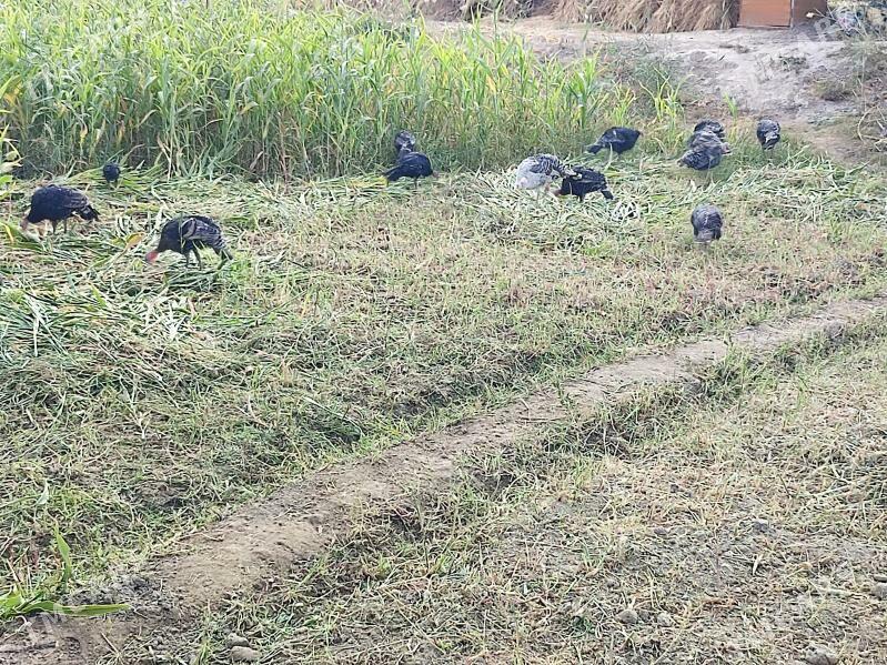 INDUK - Гурбансолтан Едже - img 2