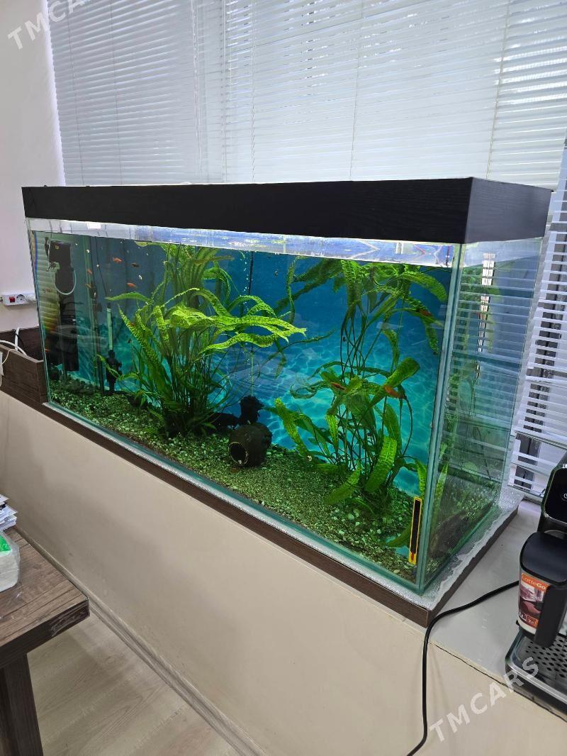 АКВАРИУМ - Ашхабад - img 1