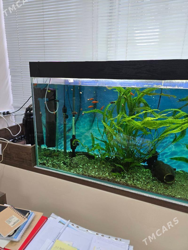 АКВАРИУМ - Ашхабад - img 2