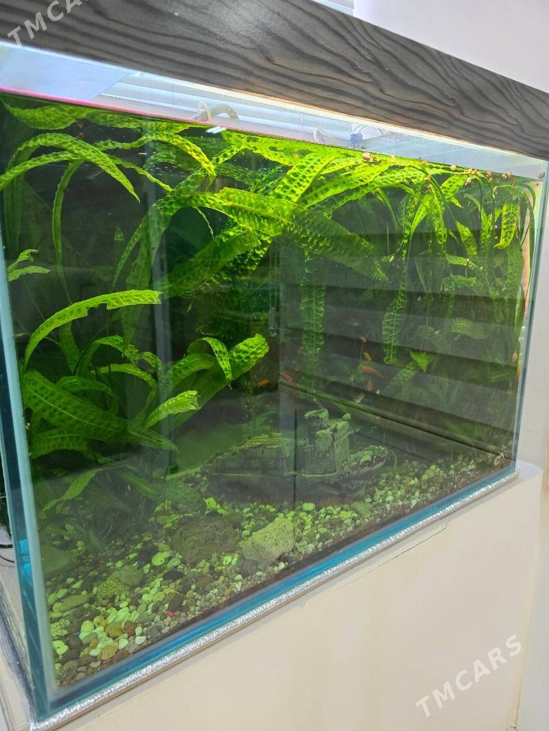 АКВАРИУМ - Ашхабад - img 2