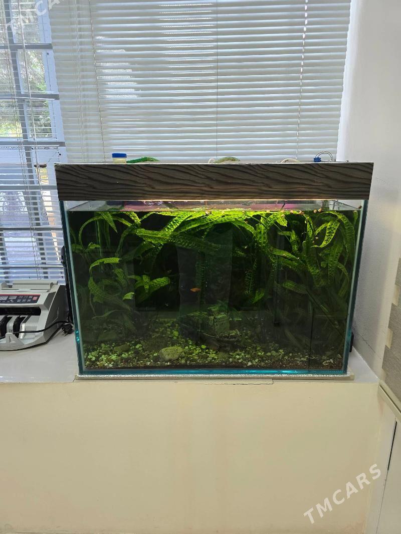 АКВАРИУМ - Ашхабад - img 1