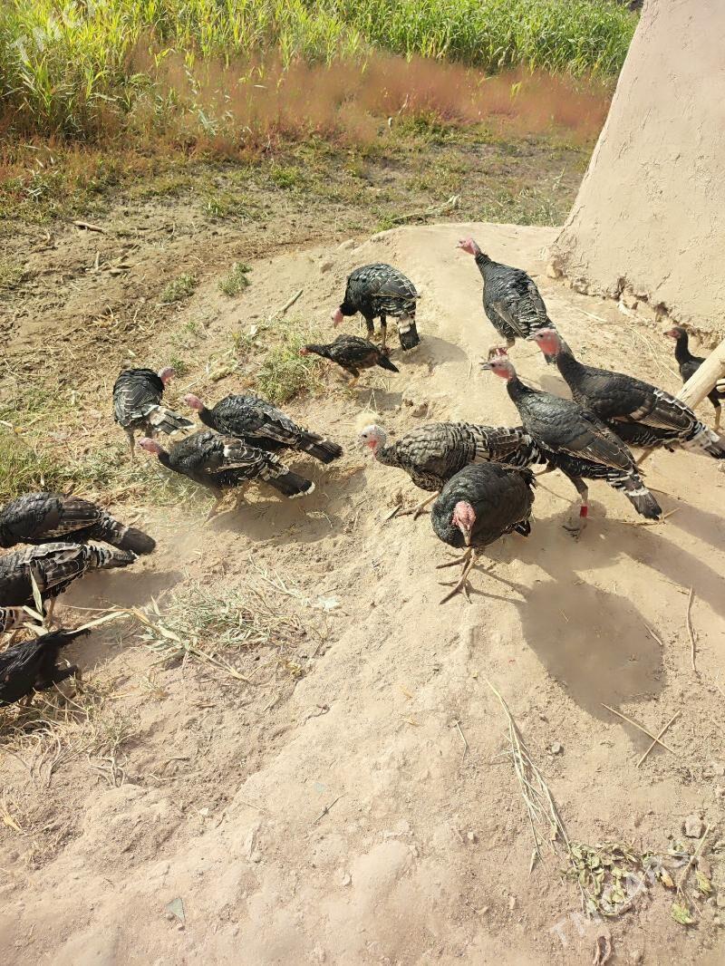 INDUK - Гурбансолтан Едже - img 4