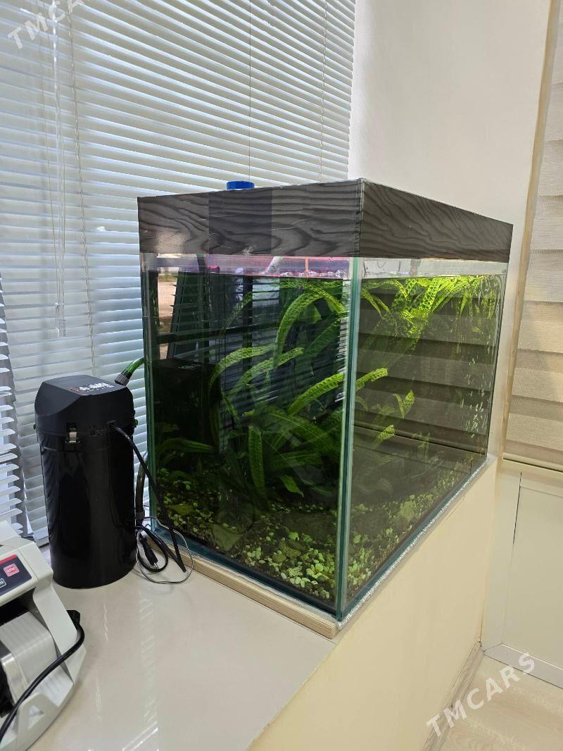 АКВАРИУМ - Ашхабад - img 3