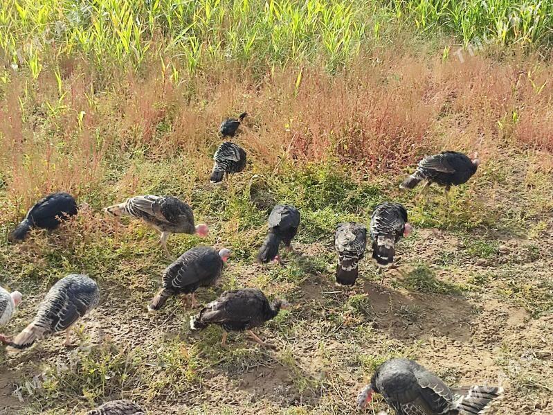 INDUK - Гурбансолтан Едже - img 5