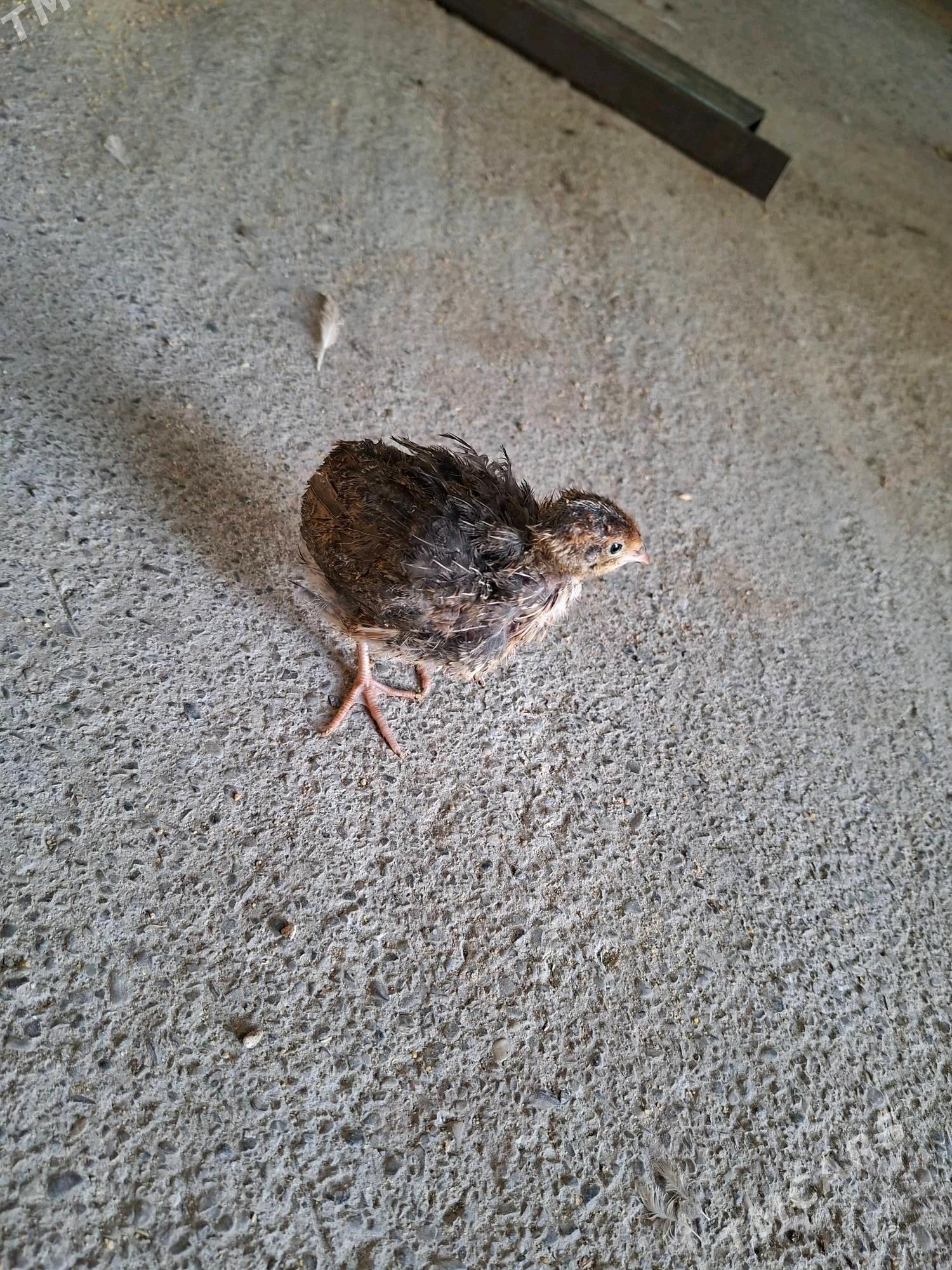 Bedene - Кëши - img 3