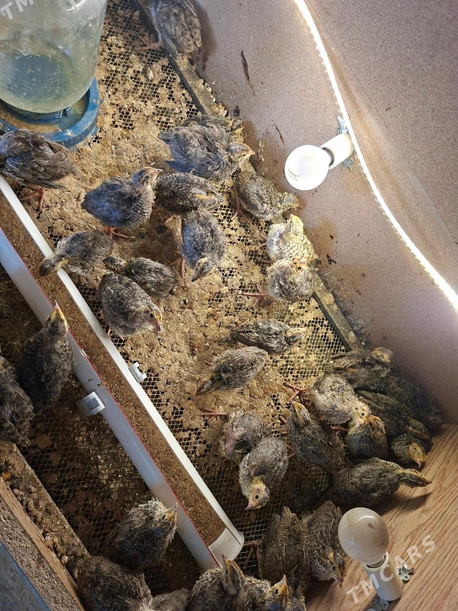 Bedene - Кëши - img 2