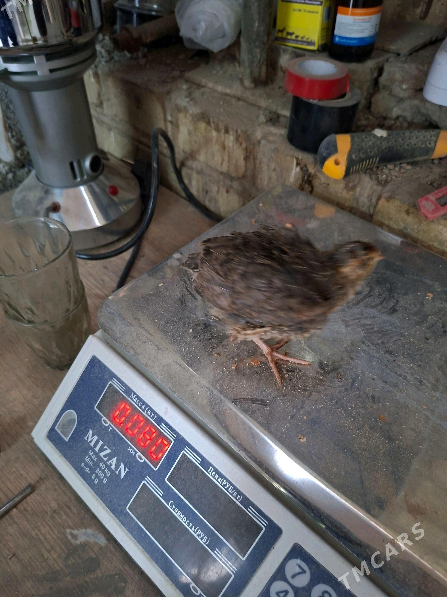 Bedene - Кëши - img 1