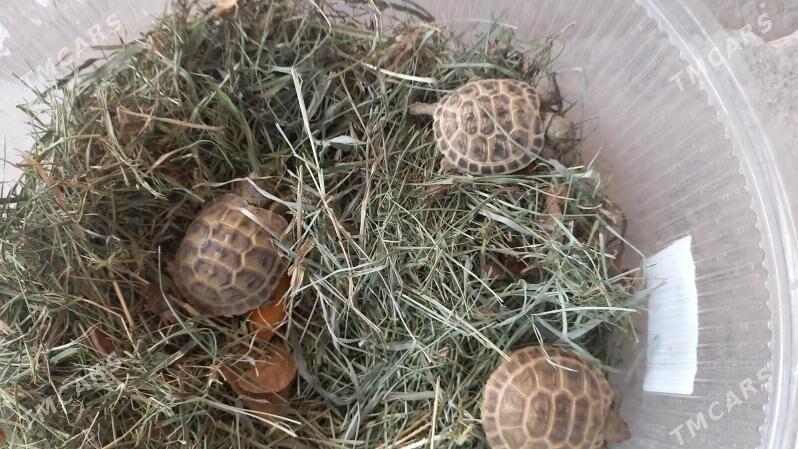 черепашки - Туркменабат - img 4