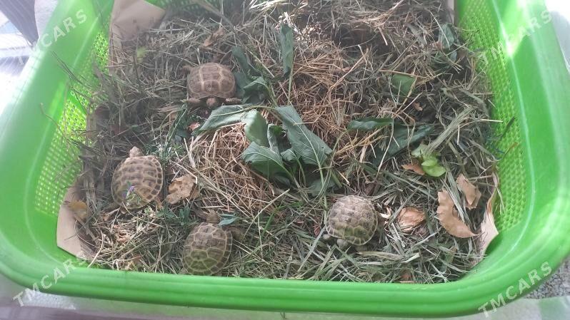 черепашки - Туркменабат - img 7