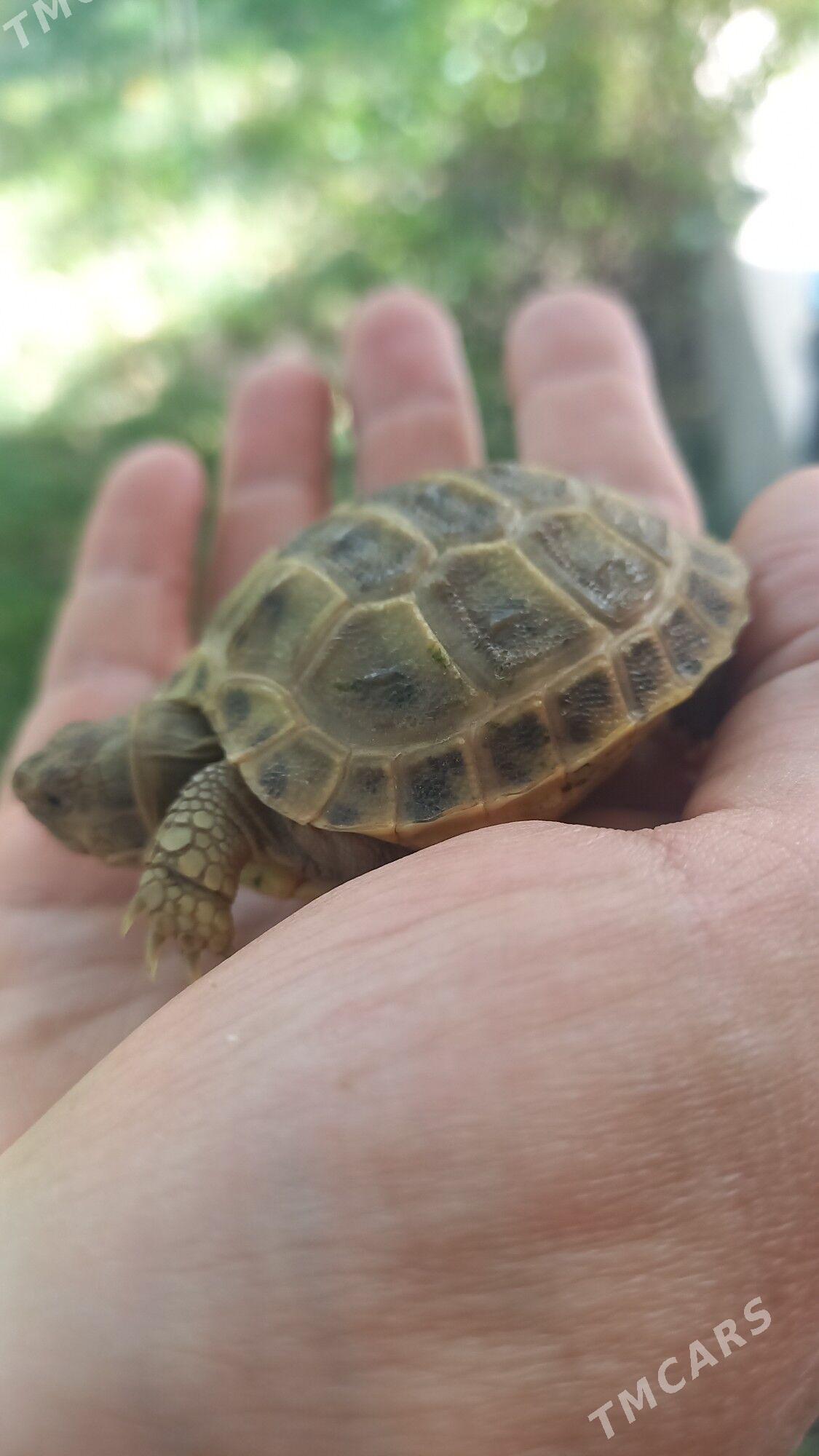 черепашки - Туркменабат - img 6