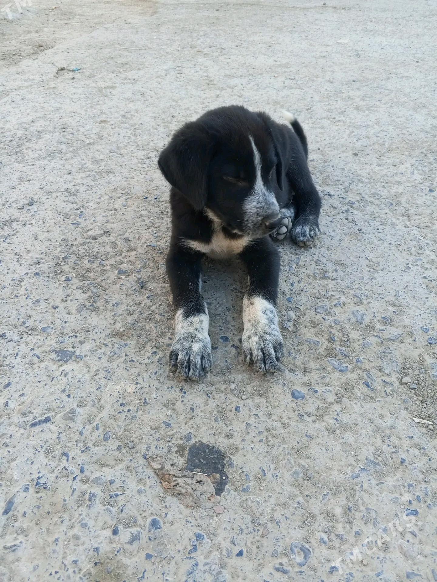 Щенок - Туркменабат - img 2